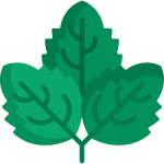 spearmint